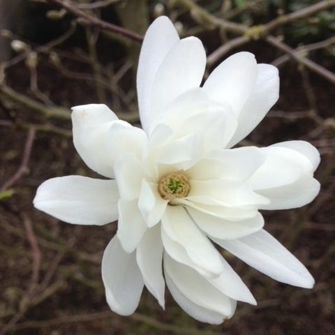 image005